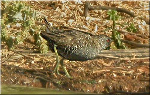 AUSpottedCrake1579.jpg