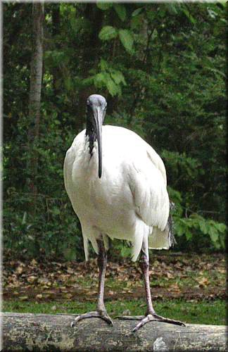 AustralianWhiteIbis1046.jpg