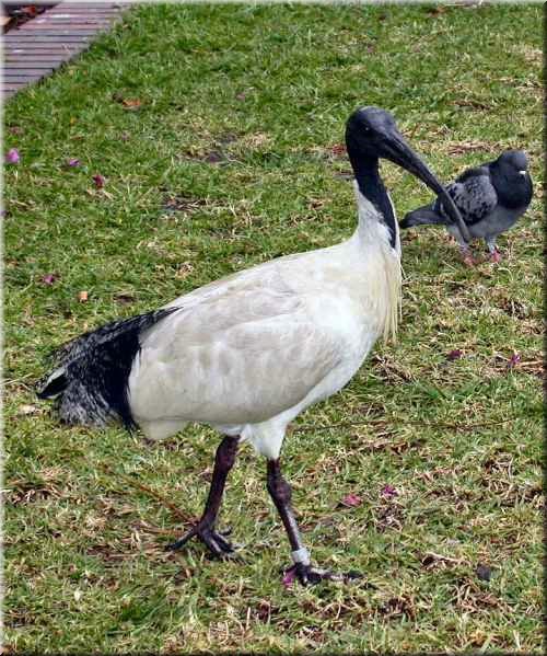AustralianWhiteIbis311.jpg