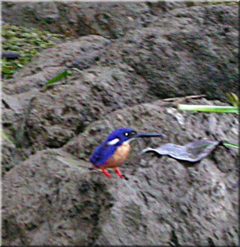 AzureKingfisher733.jpg