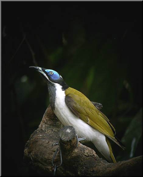 Blue-facedHoneyeater554.jpg