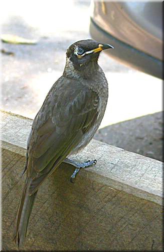 BridledHoneyeater506.jpg