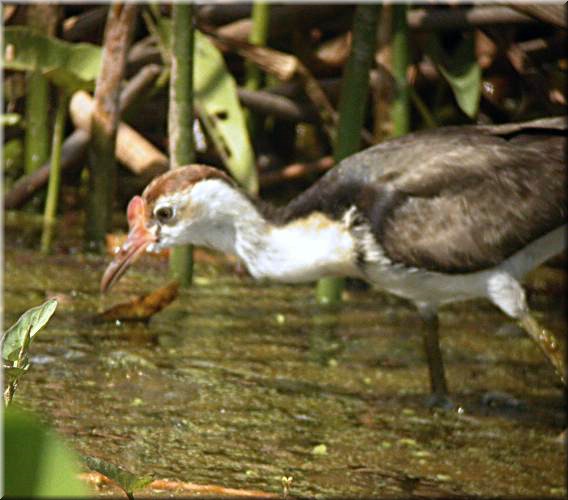 Comb-crestedJacana1094.jpg