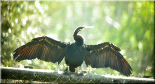 Darter963.jpg