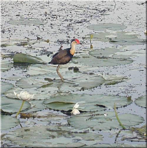 Jacana1364.jpg
