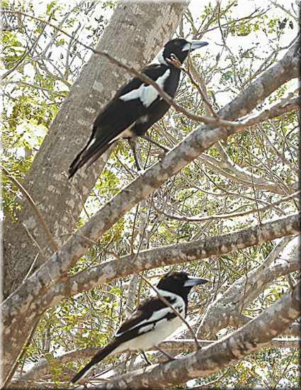 MagpieMagpie-lark673.jpg