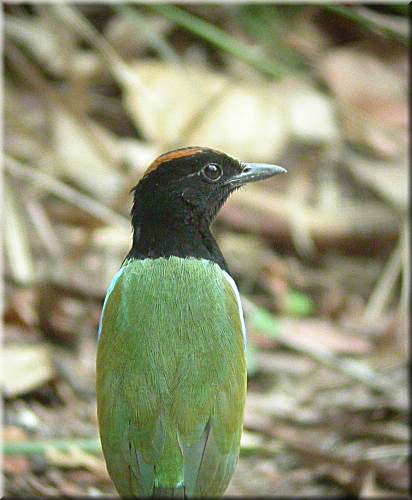 RainbowPitta1042.jpg