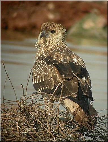 WhistlingKite1styr1576.jpg