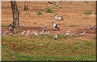 Galah1212.jpg