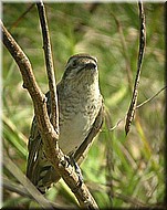 HorsfieldsBronze-Cuckoo1080.jpg
