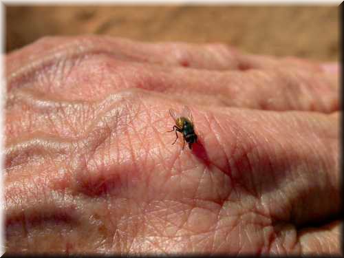 BushFly826.jpg