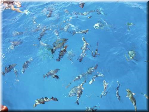 Fisheverywhere949.jpg