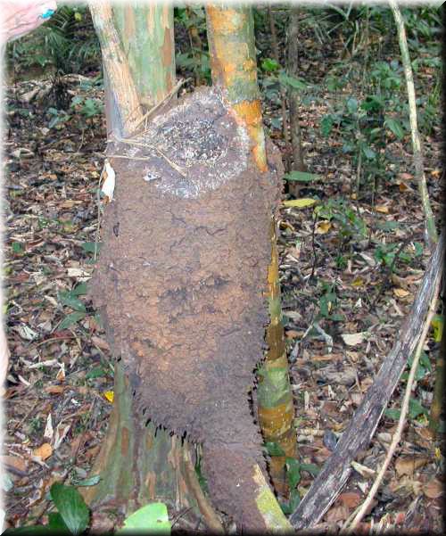 Termitetube800.jpg