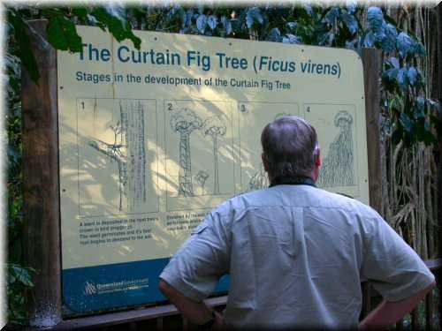 fig-tree.jpg