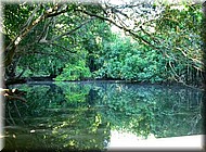 Daintree762.jpg