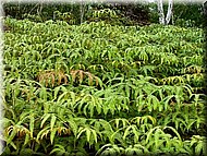 Ferns616.jpg