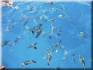 Fisheverywhere949.jpg