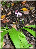 GroundOrchid690.jpg