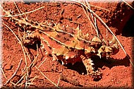 ThornyDevil1786.jpg