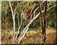tree1722.jpg