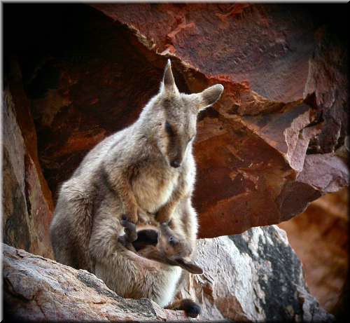 RockWallabypouch1481.jpg