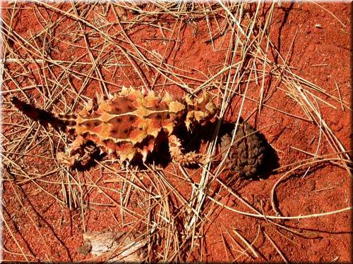 ThornyDevil1784.jpg