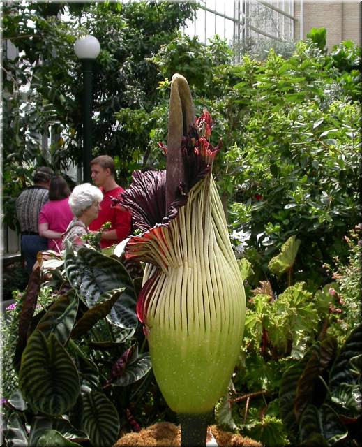 Arum5619.jpg