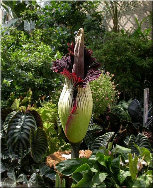 Arum5622.jpg