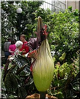 Arum5619.jpg