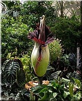 Arum5622.jpg