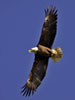 BARC Bald Eagle