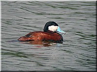 RuddyM5563.jpg
