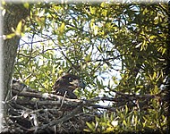 eaglet199.jpg