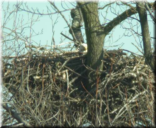 BE-nest3100.jpg