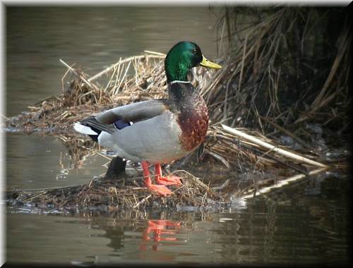 mallard2598.jpg