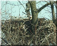 BE-nest3100.jpg