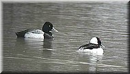 Buffle-LScaup2672.jpg
