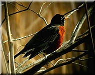 Robin2658.jpg