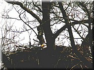 eagle2653.jpg