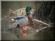 mallard2598.jpg