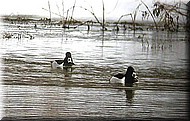 ringneck2703.jpg