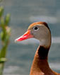 Black-bellied Whistling-Duck