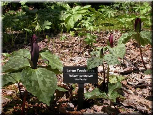 Dscn4522.jpg
