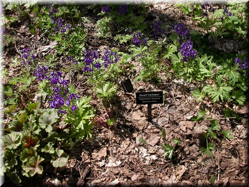 Dscn4546.jpg
