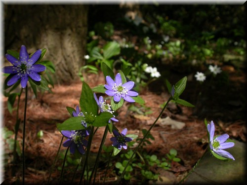 Dscn4551.jpg
