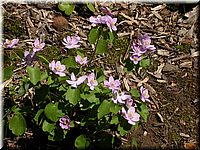 CLICK to enlarge image

Image ID: DSCN4512