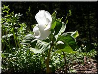 CLICK to enlarge image

Image ID: DSCN4519
