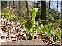 CLICK to enlarge image

Image ID: Dscn4509