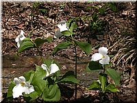 CLICK to enlarge image

Image ID: Dscn4520
