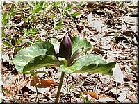 CLICK to enlarge image

Image ID: Dscn4530